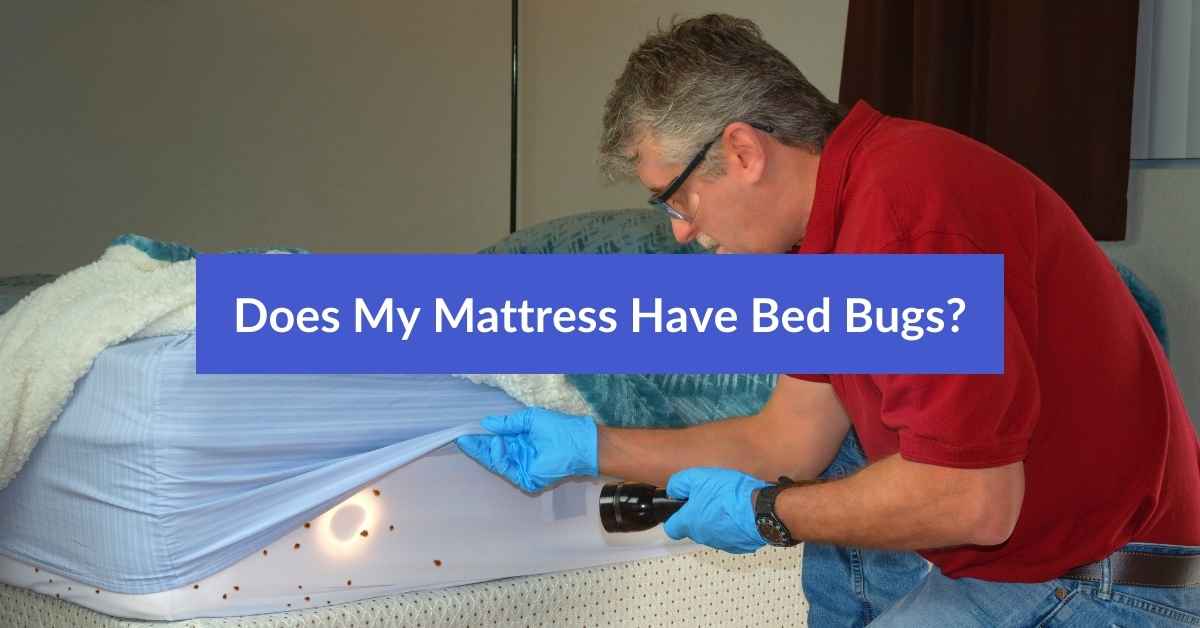 Does My Mattress Have Bed Bugs Find Out Now